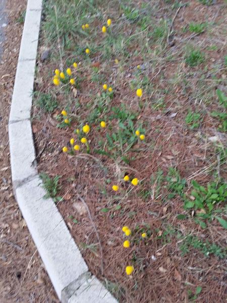 sternbergia à l'extérieur